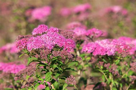 pink flowering shrubs identification|perennial bush with pink flowers.